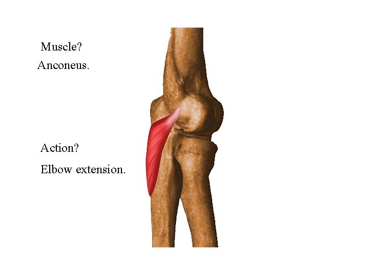 Muscle? Anconeus. Action? Elbow extension. 