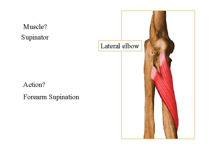 Muscle? Supinator Lateral elbow Action? Forearm Supination 