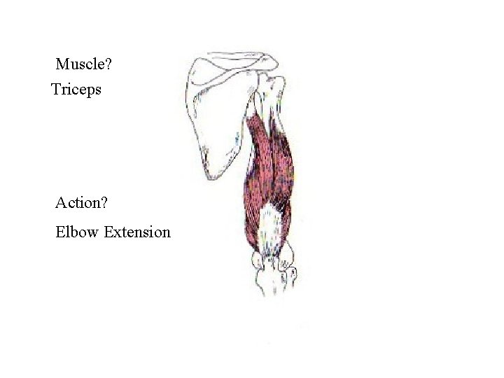Muscle? Triceps Action? Elbow Extension 