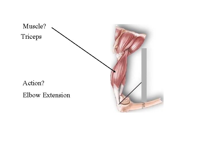 Muscle? Triceps Action? Elbow Extension 