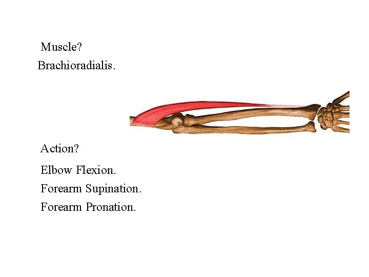 Muscle? Brachioradialis. Action? Elbow Flexion. Forearm Supination. Forearm Pronation. 