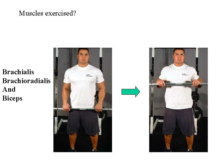 Muscles exercised? Brachialis Brachioradialis And Biceps 