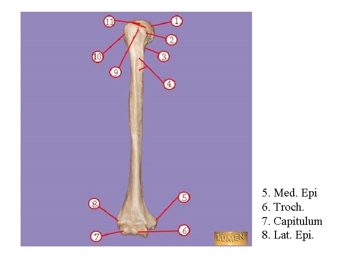 5. Med. Epi 6. Troch. 7. Capitulum 8. Lat. Epi. 