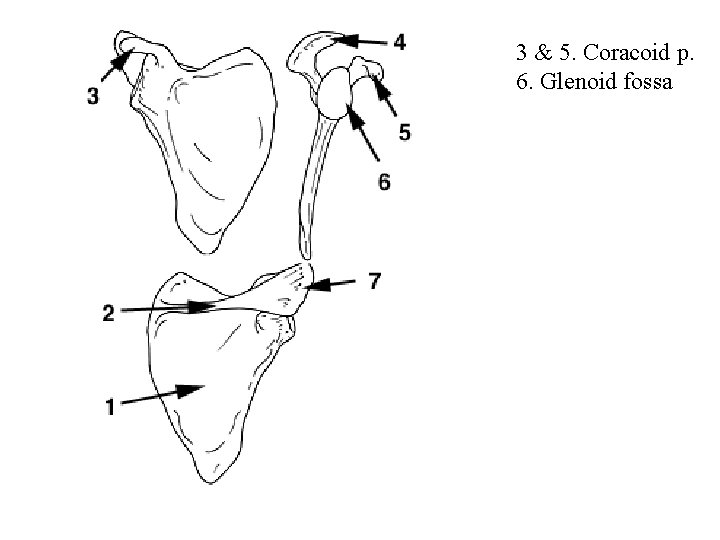3 & 5. Coracoid p. 6. Glenoid fossa 
