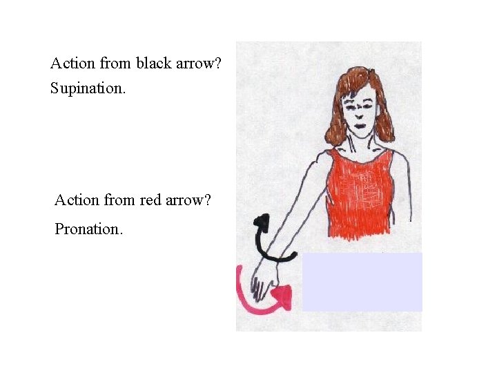 Action from black arrow? Supination. Action from red arrow? Pronation. 