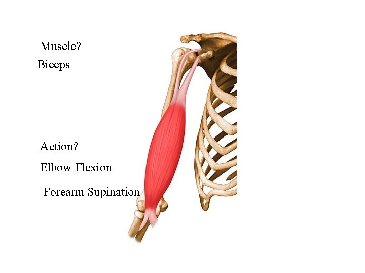 Muscle? Biceps Action? Elbow Flexion Forearm Supination 