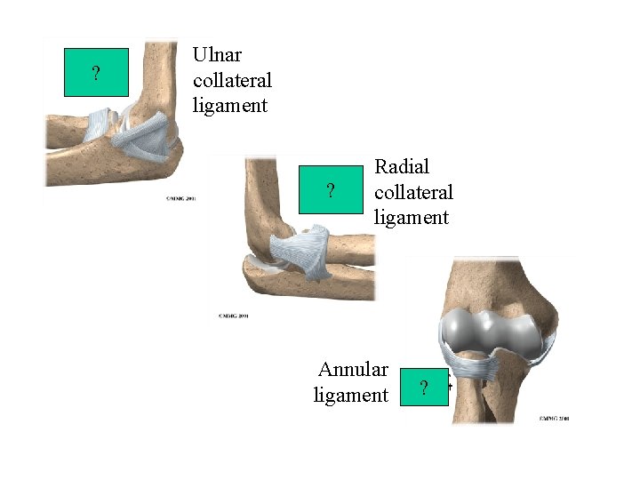? Ulnar collateral ligament ? Radial collateral ligament Annular ligament ? 