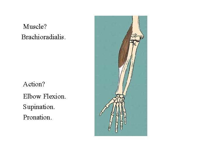 Muscle? Brachioradialis. Action? Elbow Flexion. Supination. Pronation. 
