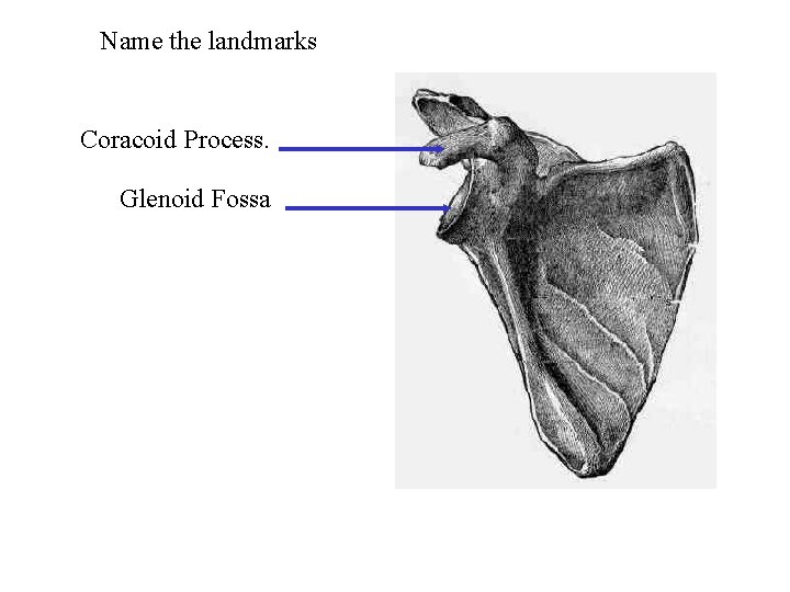 Name the landmarks Coracoid Process. Glenoid Fossa 