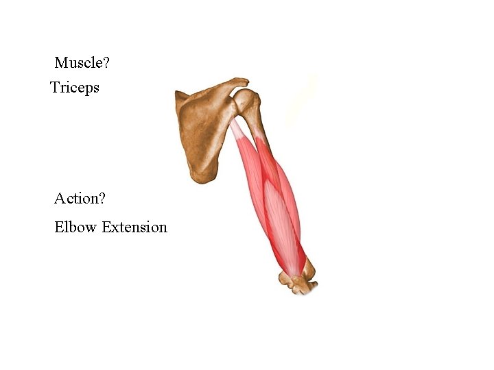 Muscle? Triceps Action? Elbow Extension 