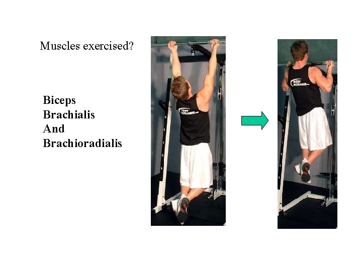 Muscles exercised? Biceps Brachialis And Brachioradialis 