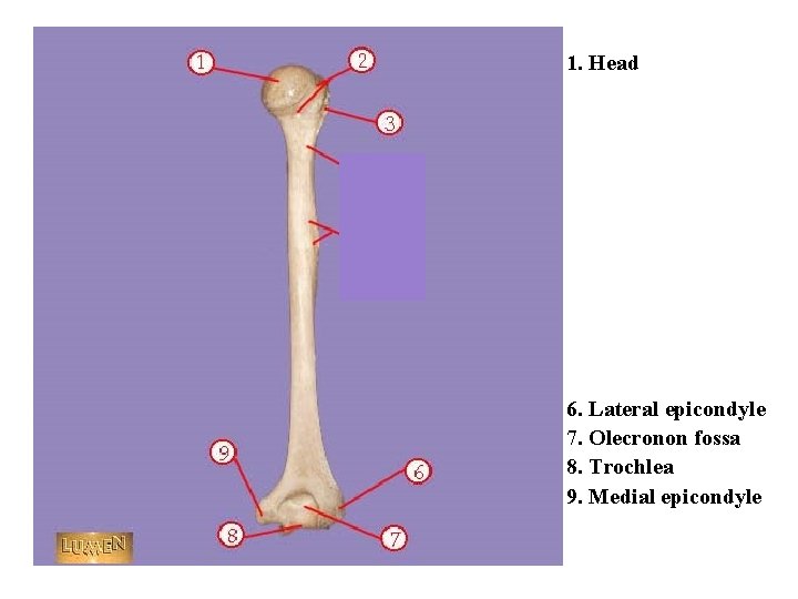 1. Head 6. Lateral epicondyle 7. Olecronon fossa 8. Trochlea 9. Medial epicondyle 