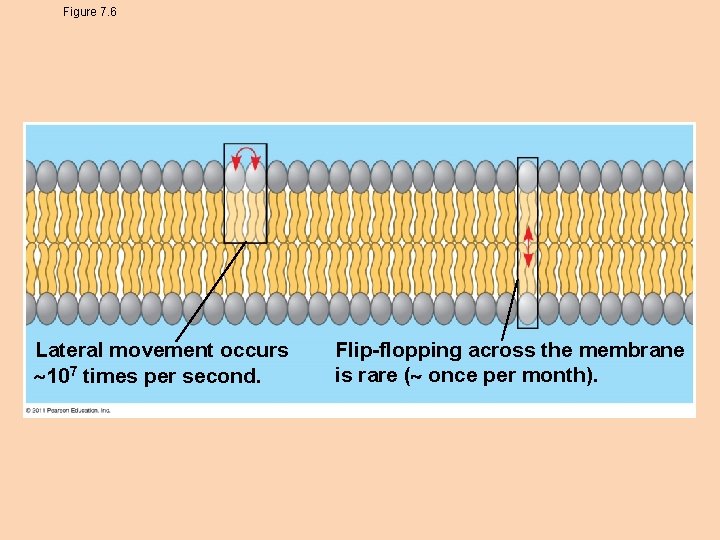 Figure 7. 6 Lateral movement occurs 107 times per second. Flip-flopping across the membrane