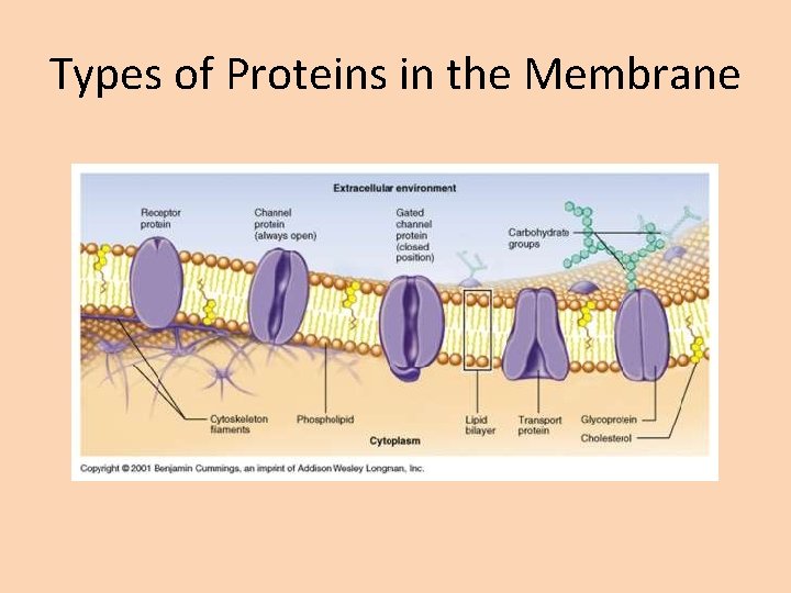 Types of Proteins in the Membrane 