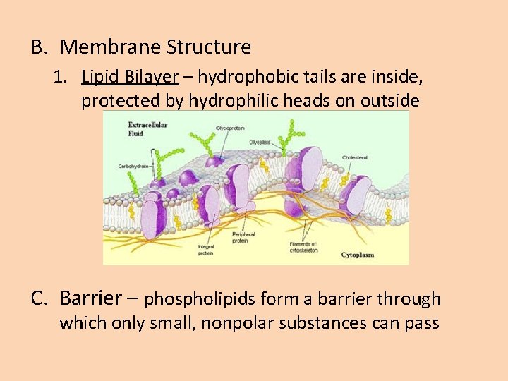 B. Membrane Structure 1. Lipid Bilayer – hydrophobic tails are inside, protected by hydrophilic