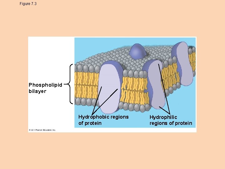 Figure 7. 3 Phospholipid bilayer Hydrophobic regions of protein Hydrophilic regions of protein 