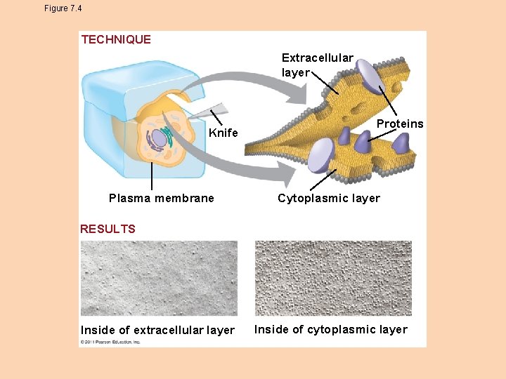 Figure 7. 4 TECHNIQUE Extracellular layer Knife Plasma membrane Proteins Cytoplasmic layer RESULTS Inside