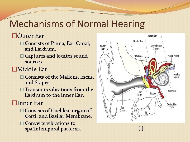 Mechanisms of Normal Hearing �Outer Ear � Consists of Pinna, Ear Canal, and Eardrum.