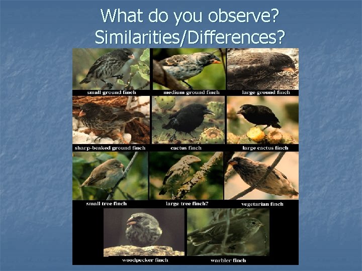 What do you observe? Similarities/Differences? 
