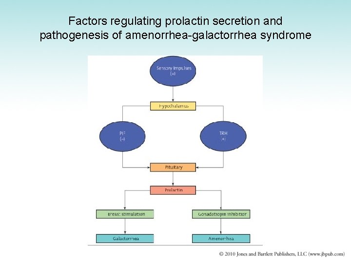 Factors regulating prolactin secretion and pathogenesis of amenorrhea-galactorrhea syndrome 