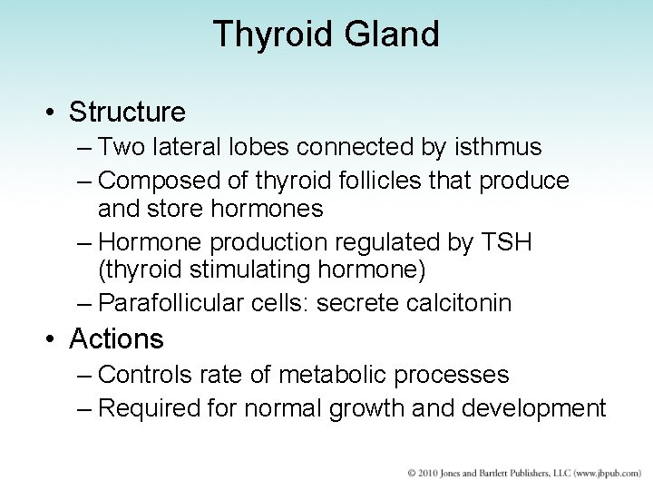 Thyroid Gland • Structure – Two lateral lobes connected by isthmus – Composed of