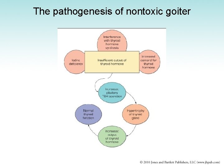 The pathogenesis of nontoxic goiter 