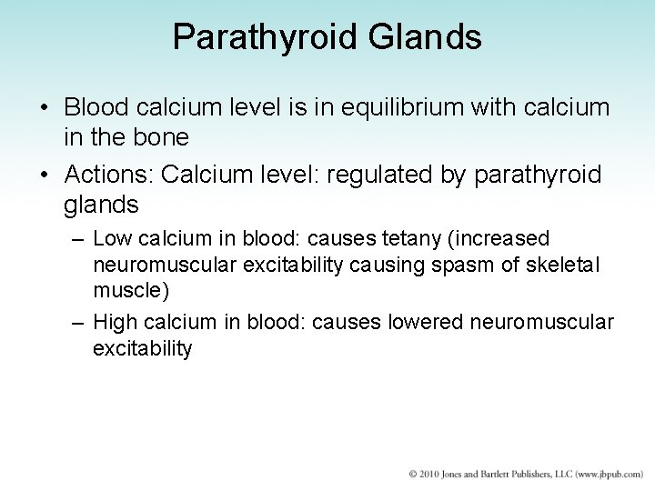 Parathyroid Glands • Blood calcium level is in equilibrium with calcium in the bone