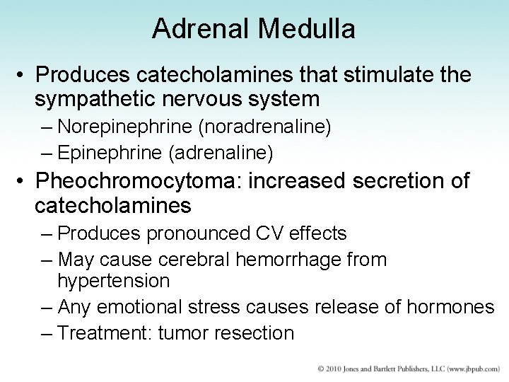 Adrenal Medulla • Produces catecholamines that stimulate the sympathetic nervous system – Norepinephrine (noradrenaline)