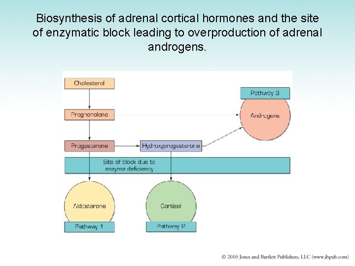 Biosynthesis of adrenal cortical hormones and the site of enzymatic block leading to overproduction