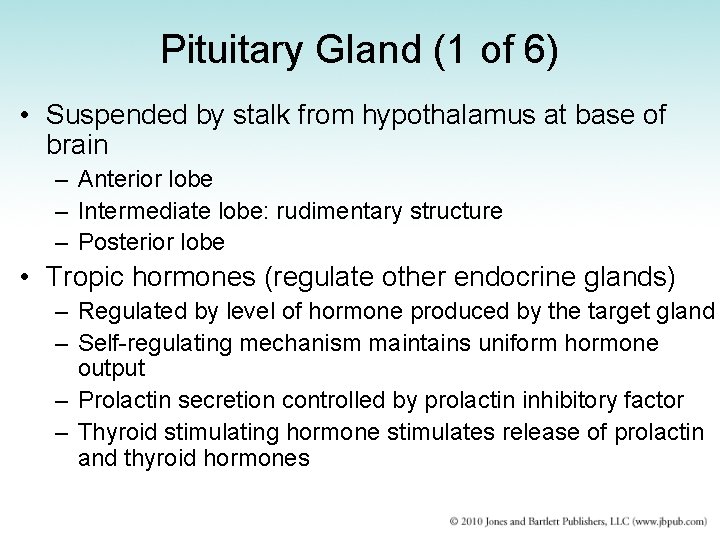 Pituitary Gland (1 of 6) • Suspended by stalk from hypothalamus at base of