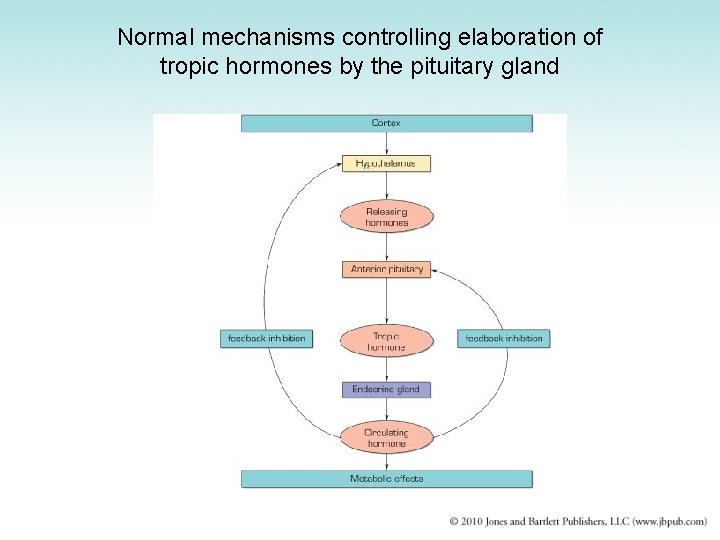 Normal mechanisms controlling elaboration of tropic hormones by the pituitary gland 