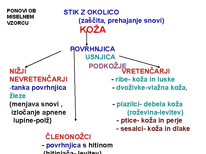 PONOVI OB MISELNEM VZORCU STIK Z OKOLICO (zaščita, prehajanje snovi) KOŽA POVRHNJICA USNJICA PODKOŽJE