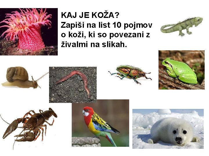 KAJ JE KOŽA? Zapiši na list 10 pojmov o koži, ki so povezani z