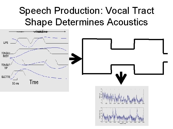 Speech Production: Vocal Tract Shape Determines Acoustics 