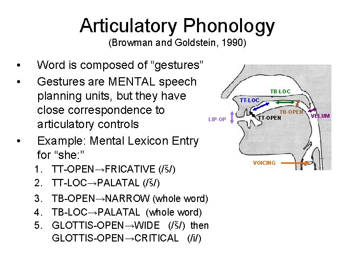Articulatory Phonology (Browman and Goldstein, 1990) • • • Word is composed of “gestures”