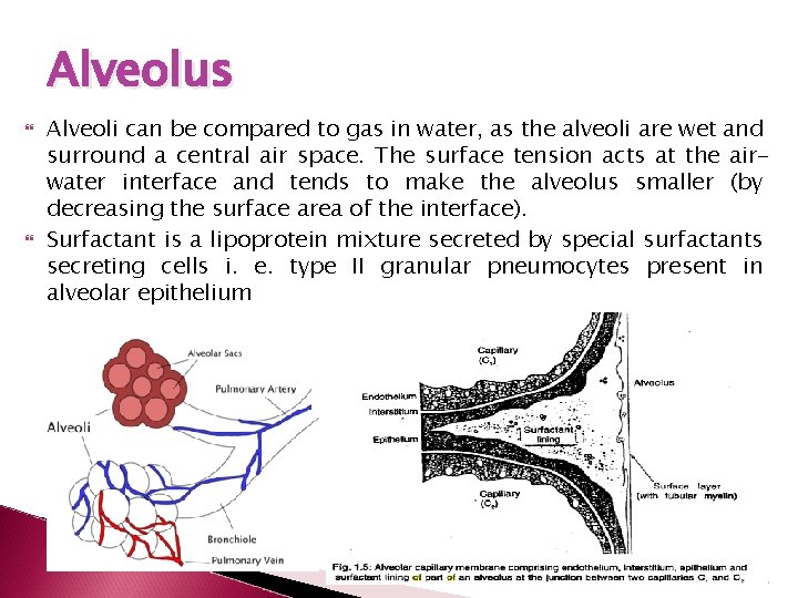 Alveolus Alveoli can be compared to gas in water, as the alveoli are wet