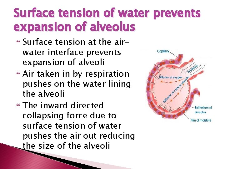 Surface tension of water prevents expansion of alveolus Surface tension at the airwater interface