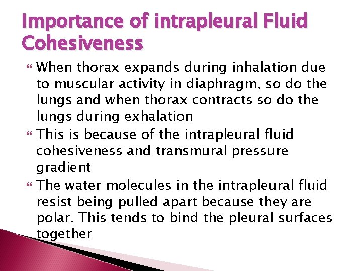 Importance of intrapleural Fluid Cohesiveness When thorax expands during inhalation due to muscular activity