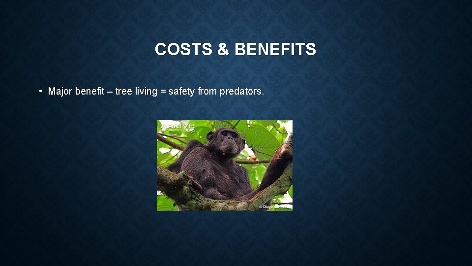 COSTS & BENEFITS • Major benefit – tree living = safety from predators. 