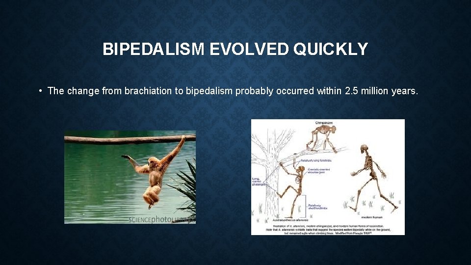 BIPEDALISM EVOLVED QUICKLY • The change from brachiation to bipedalism probably occurred within 2.