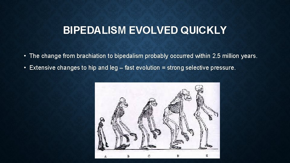 BIPEDALISM EVOLVED QUICKLY • The change from brachiation to bipedalism probably occurred within 2.