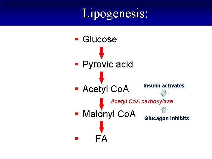 Lipogenesis: § Glucose § Pyrovic acid § Acetyl Co. A Insulin activates Acetyl Co.