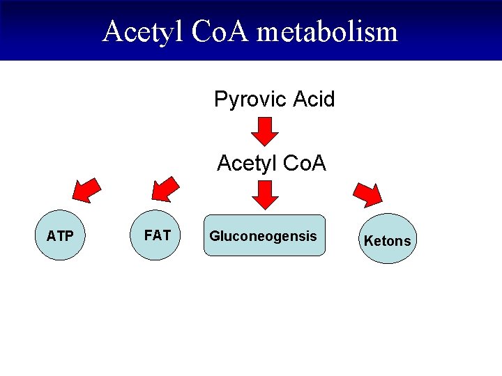 Acetyl Co. A metabolism Pyrovic Acid Acetyl Co. A ATP FAT Gluconeogensis Ketons 