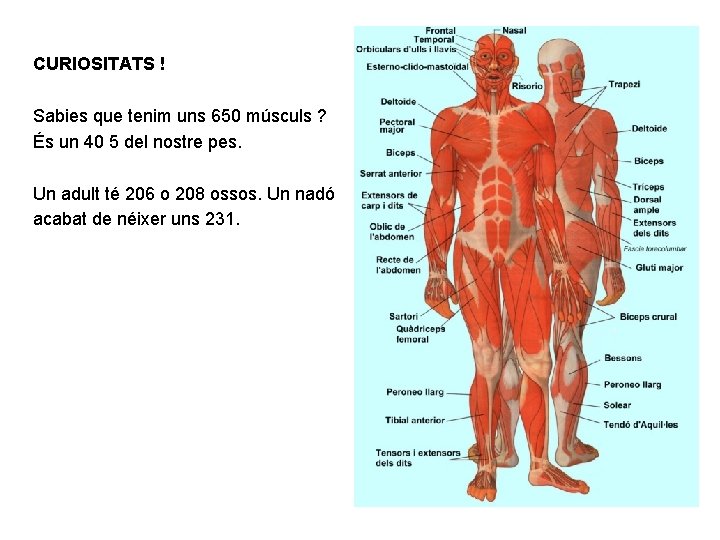 CURIOSITATS ! Sabies que tenim uns 650 músculs ? És un 40 5 del