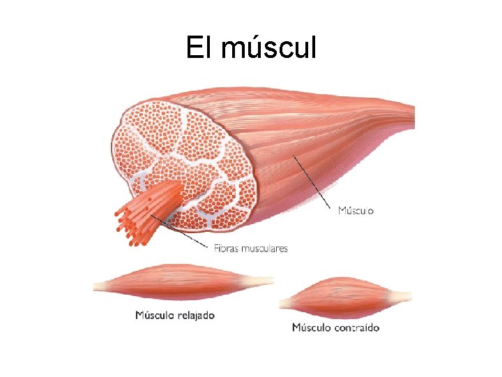 El múscul 