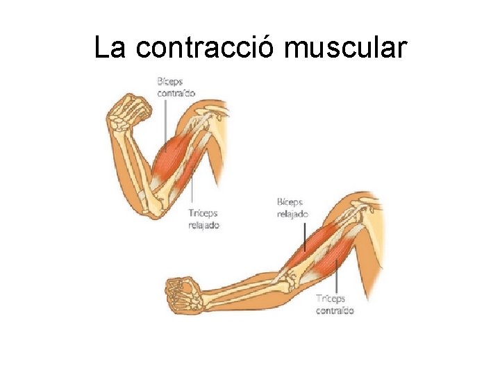 La contracció muscular 