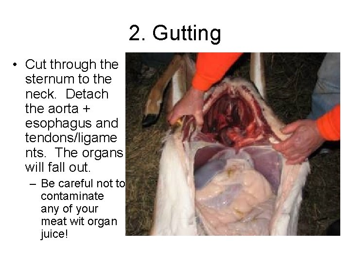 2. Gutting • Cut through the sternum to the neck. Detach the aorta +