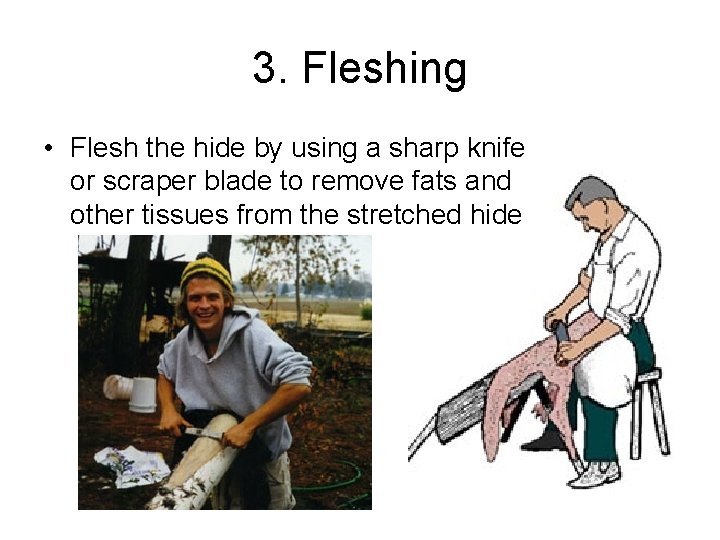 3. Fleshing • Flesh the hide by using a sharp knife or scraper blade