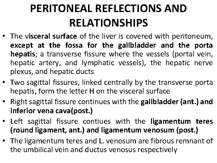 PERITONEAL REFLECTIONS AND RELATIONSHIPS • The visceral surface of the liver is covered with