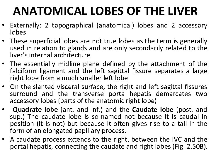 ANATOMICAL LOBES OF THE LIVER • Externally: 2 topographical (anatomical) lobes and 2 accessory